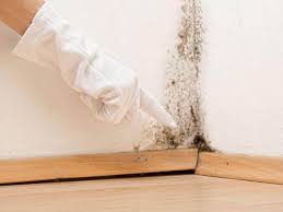 Why You Should Choose Our Mold Remediation Services in Champaign, IL